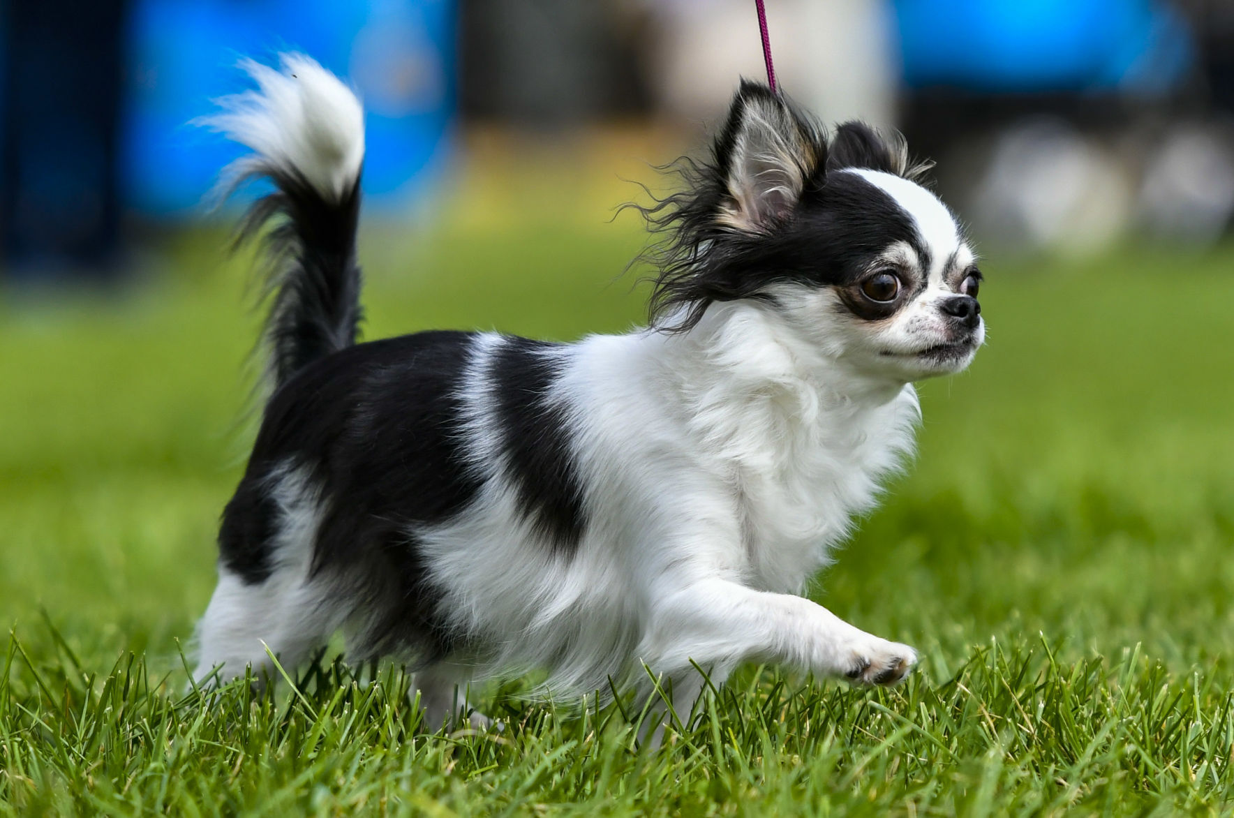 073121 Dog show 11.JPG